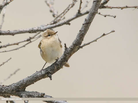 Image of Siberian Chiffchaff