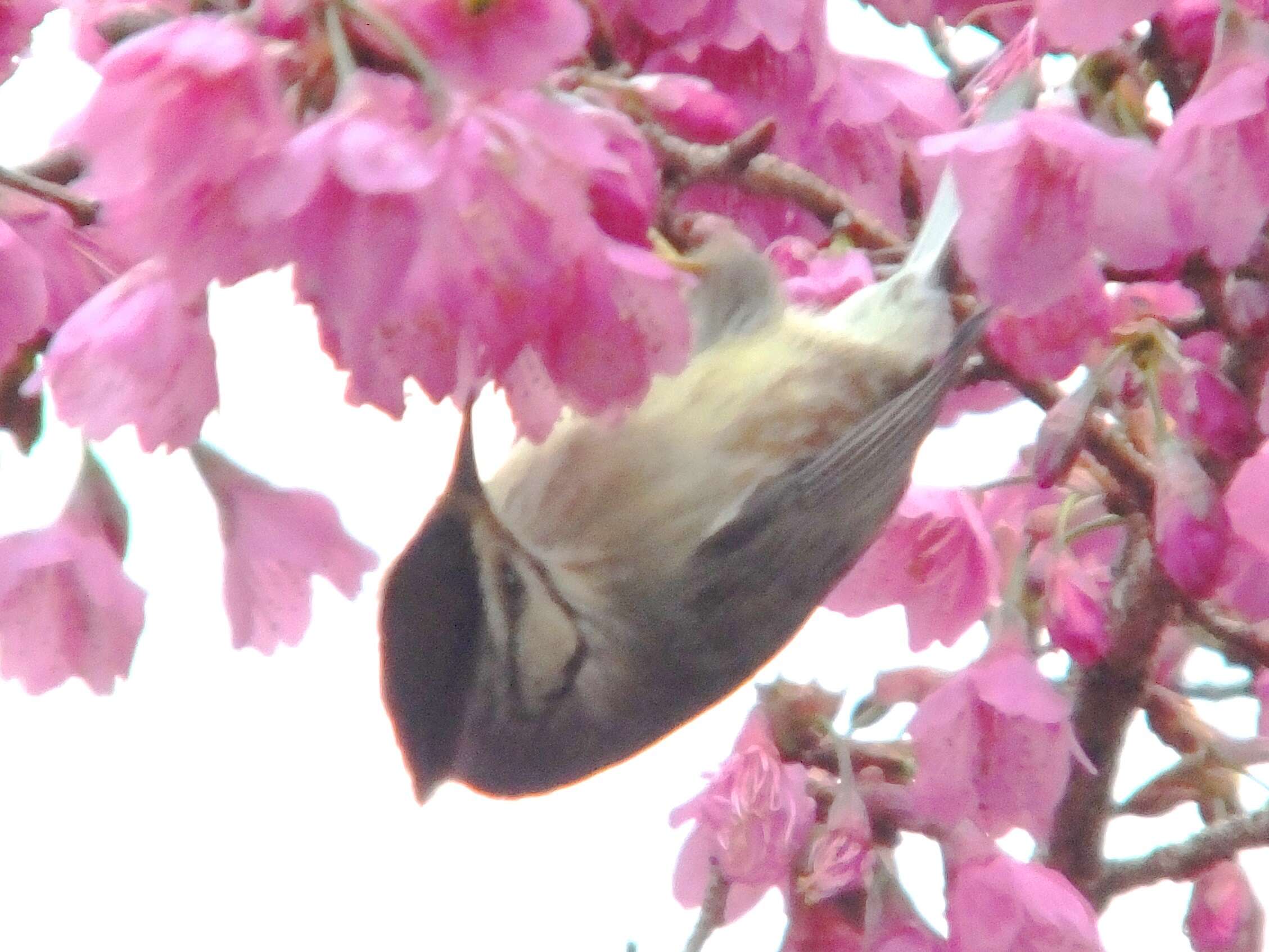 Image of Formosan Yuhina