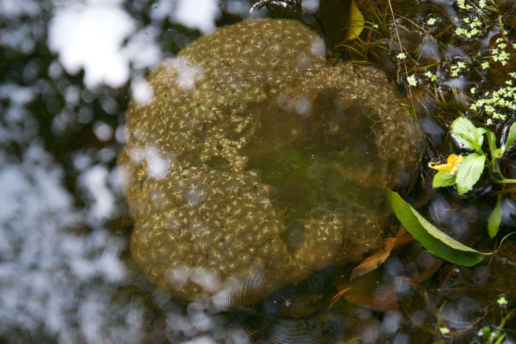 Imagem de Pectinatella magnifica