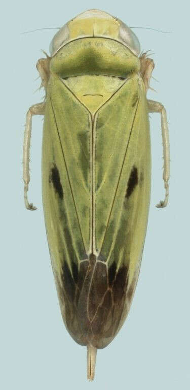 Image of green paddy leafhopper