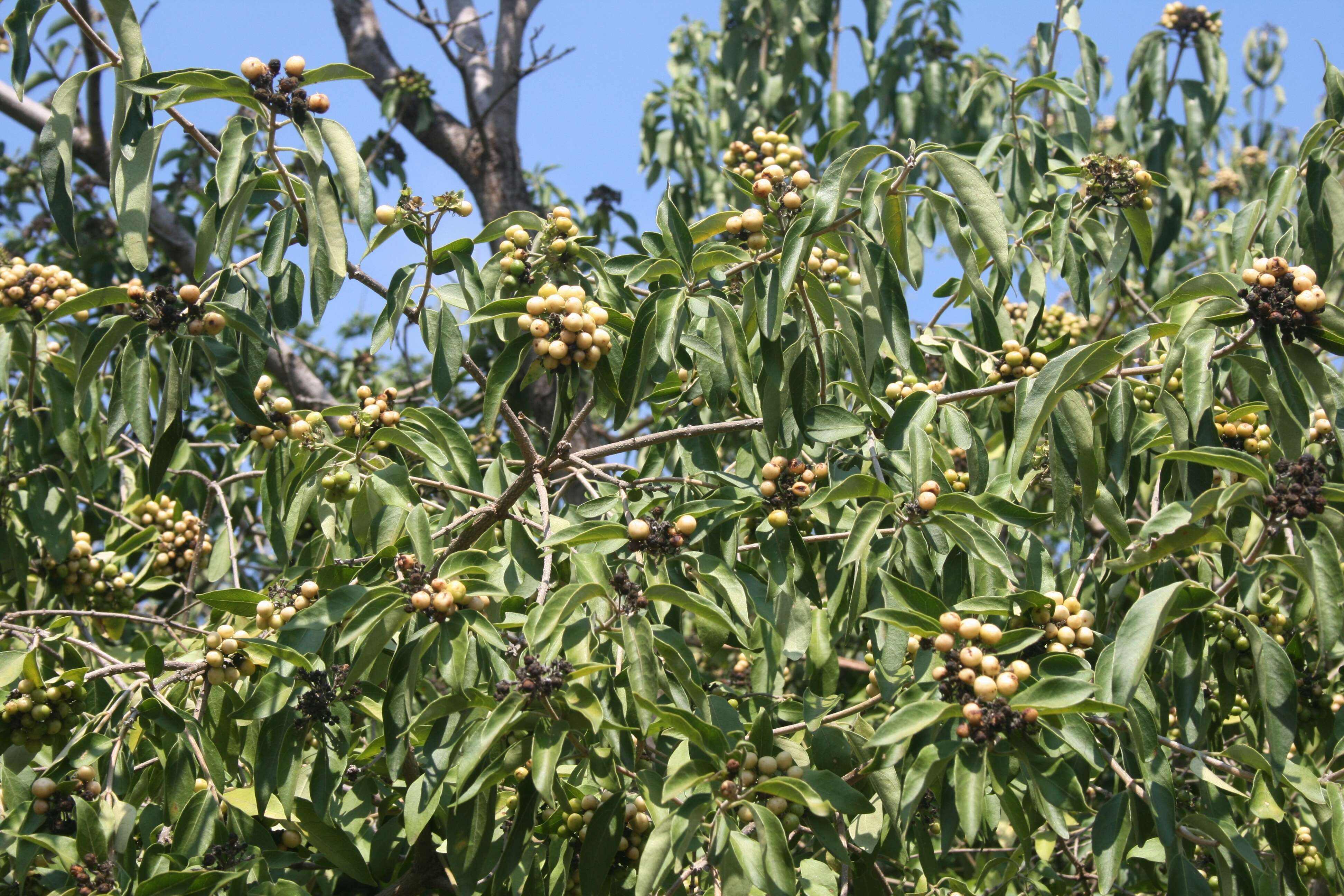 Imagem de Volkameria glabra (E. Mey.) Mabb. & Y. W. Yuan