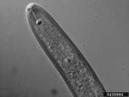 صورة Pratylenchus