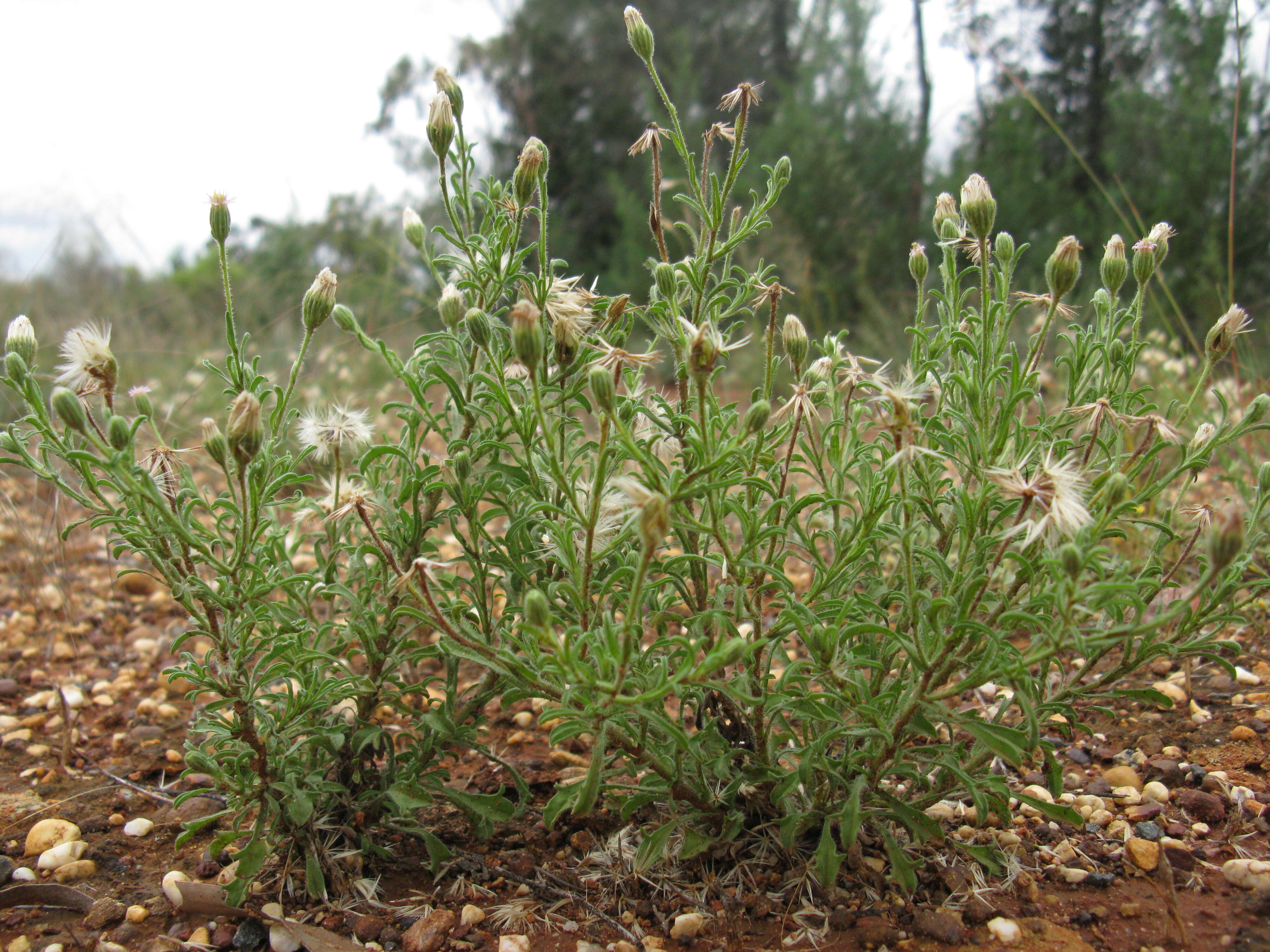 Image of Vittadinia cuneata DC.