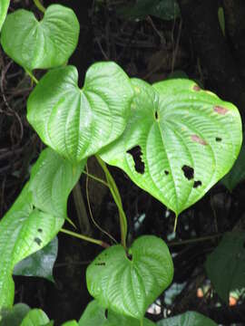 Imagem de Dioscorea bulbifera L.