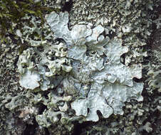 Image of Hammered shield lichen