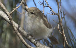 Image of Slaty-backed Thornbill