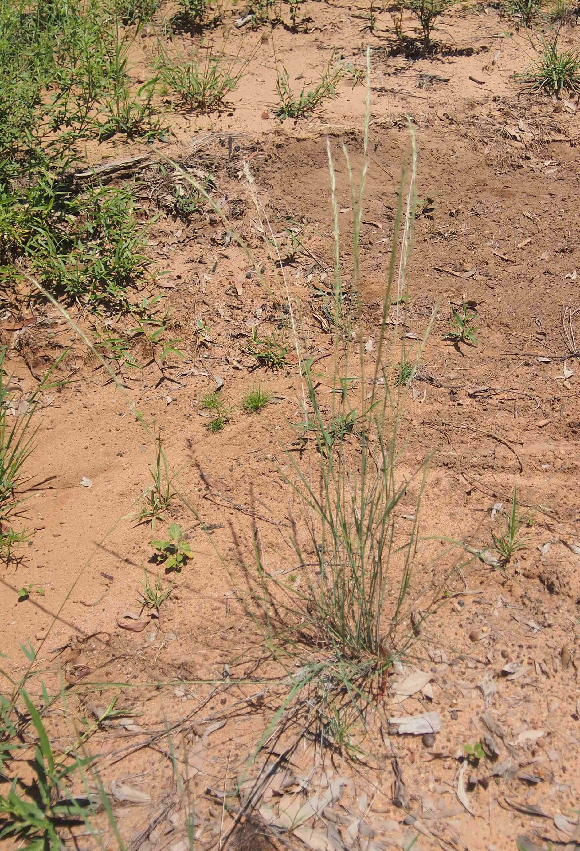 Image of Aristida benthamii Henrard