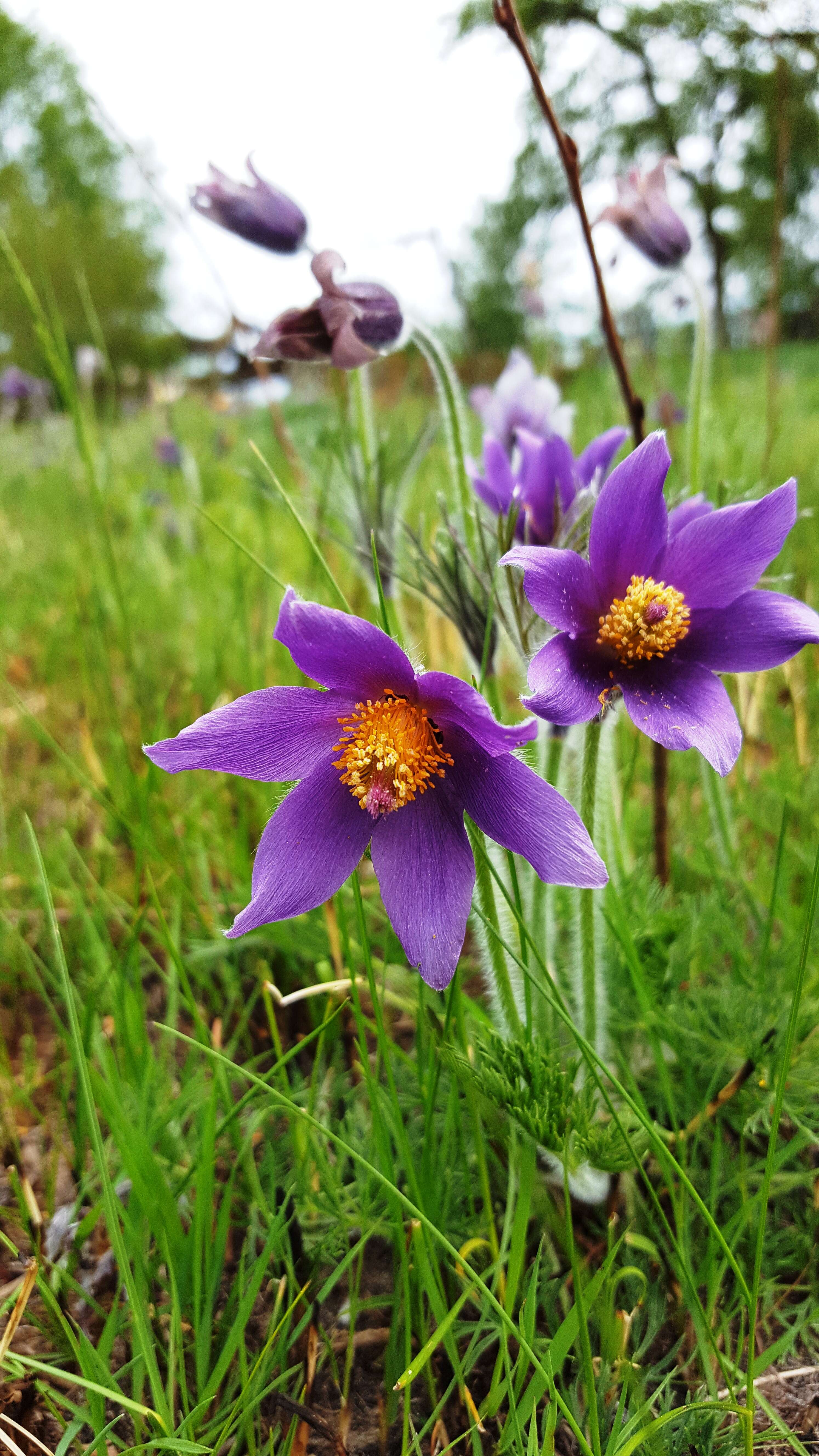 Imagem de Pulsatilla vulgaris Miller