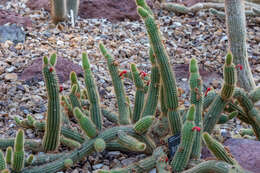 Image of Cleistocactus samaipatanus (Cárdenas) D. R. Hunt