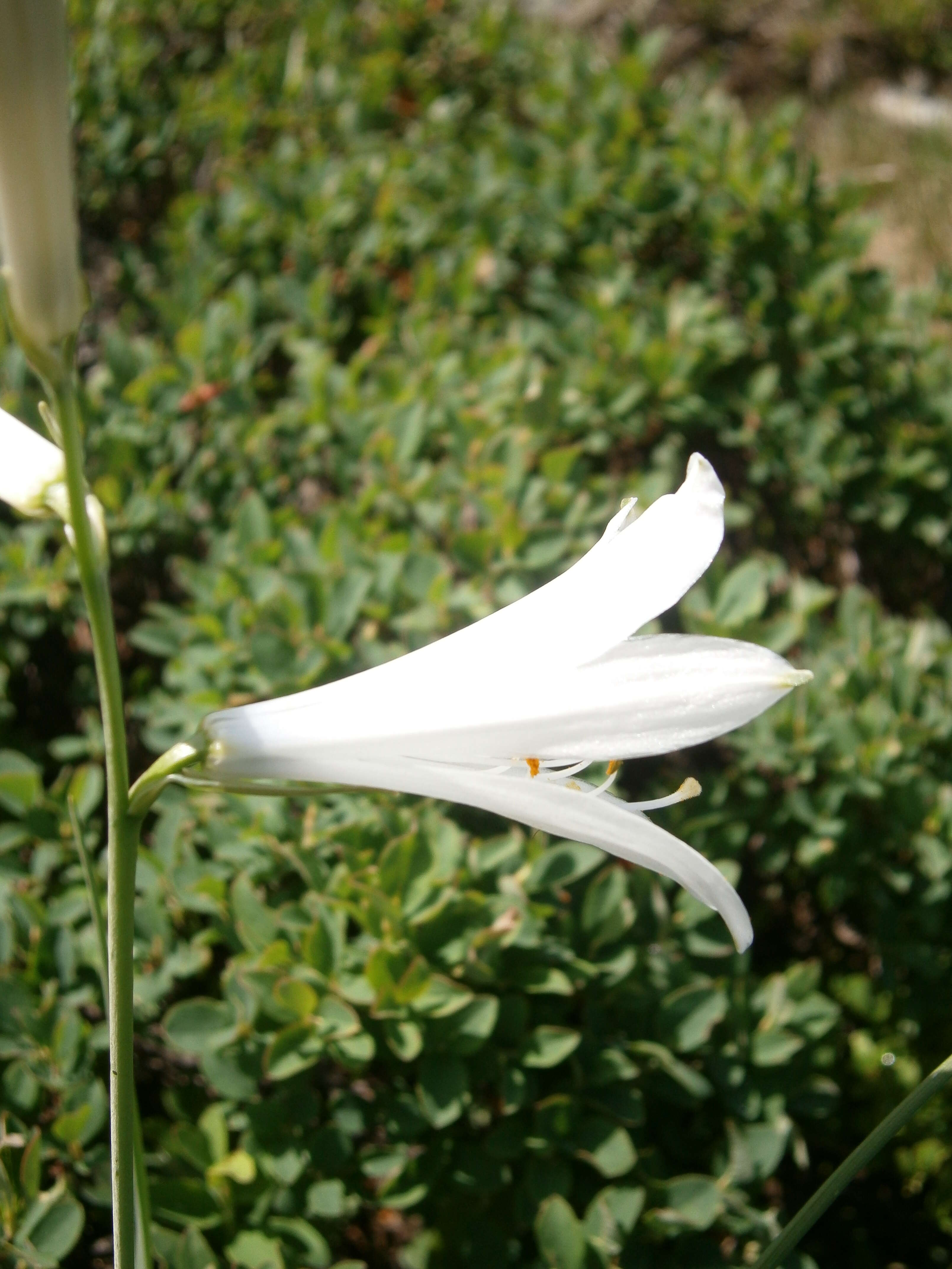 Image of St. Bruno's Lily