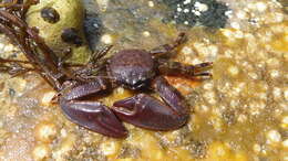 Image of flattop crab