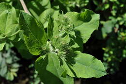 Image of common burdock