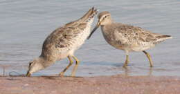 Image of Short-billed Dowitcher