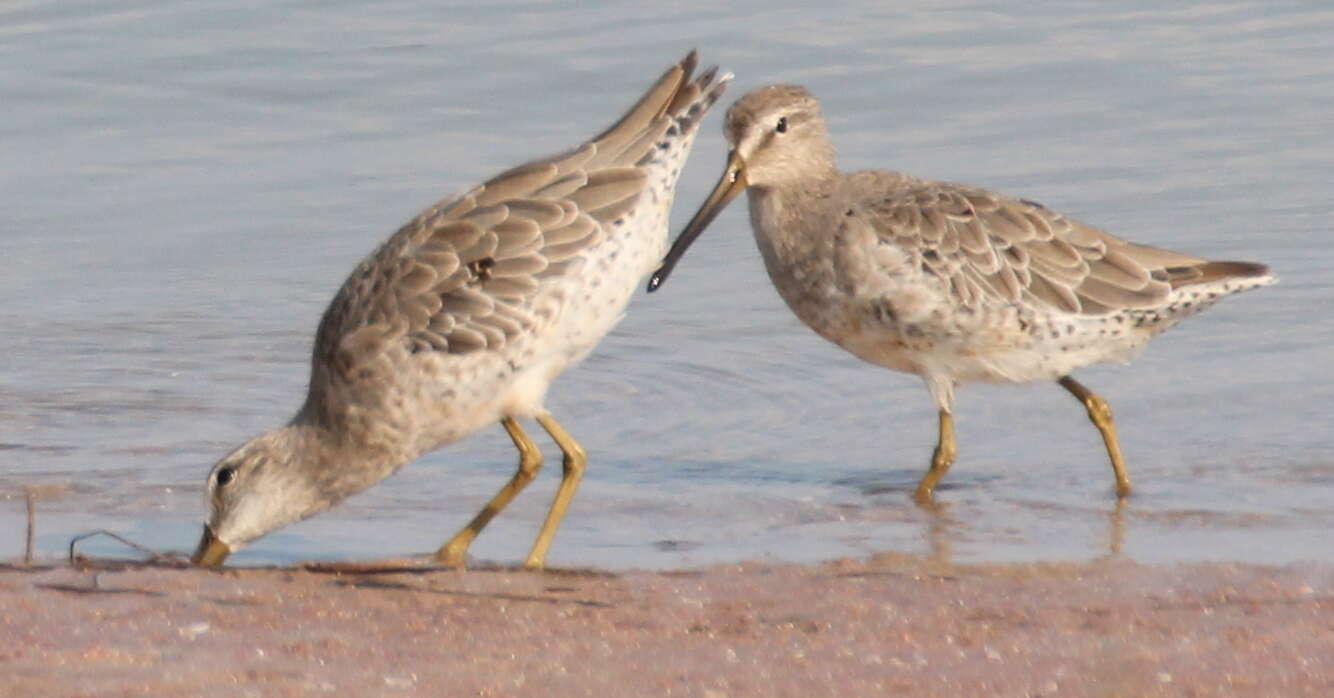 Image of Short-billed Dowitcher