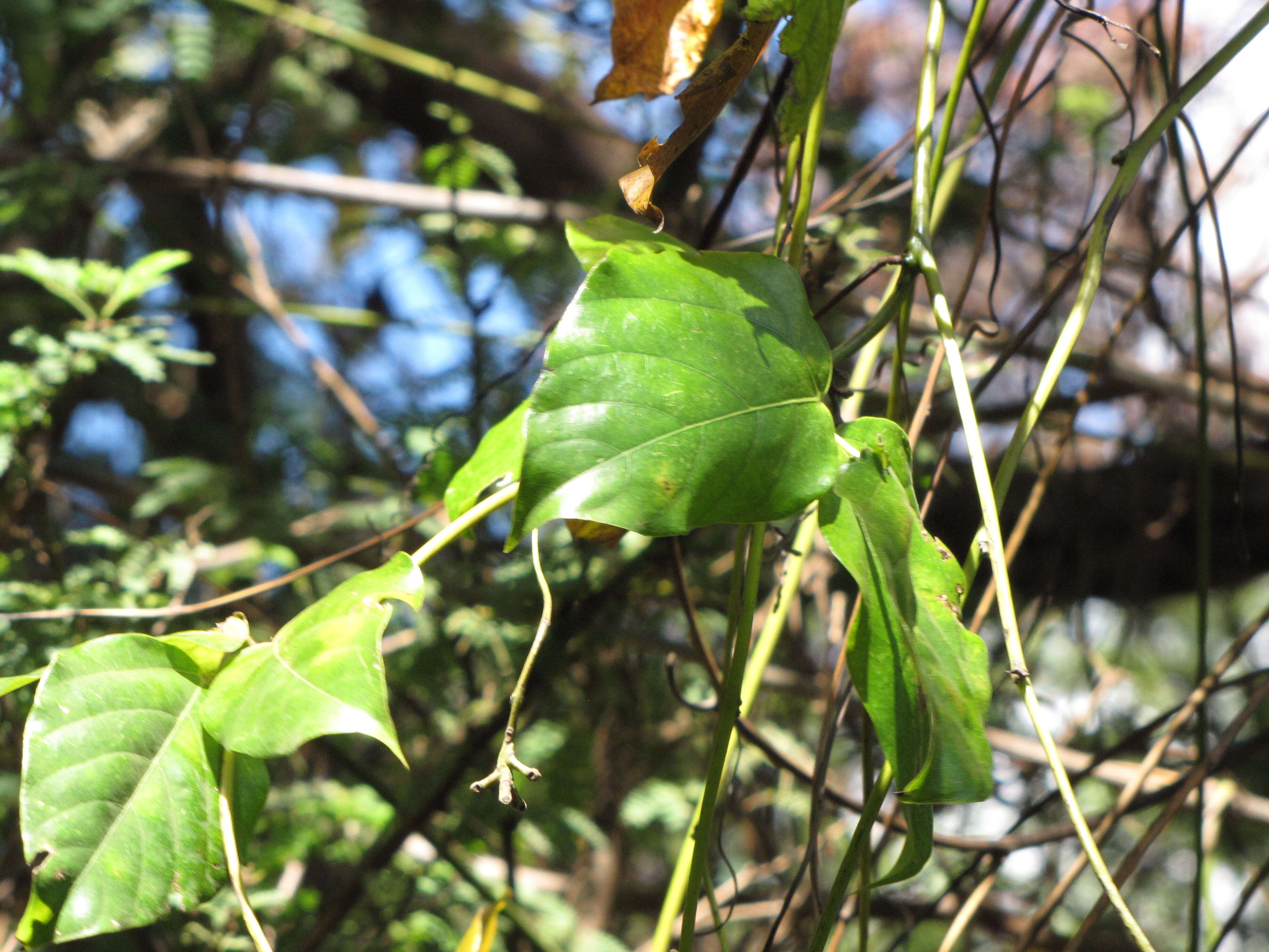 Mucuna gigantea (Willd.) DC. resmi