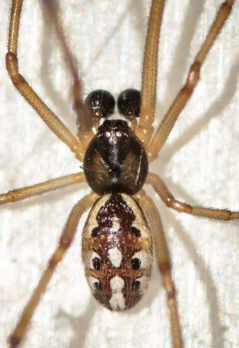 Image of brown button spider