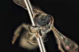 Image of Lasioglossum oblongum (Lovell 1905)