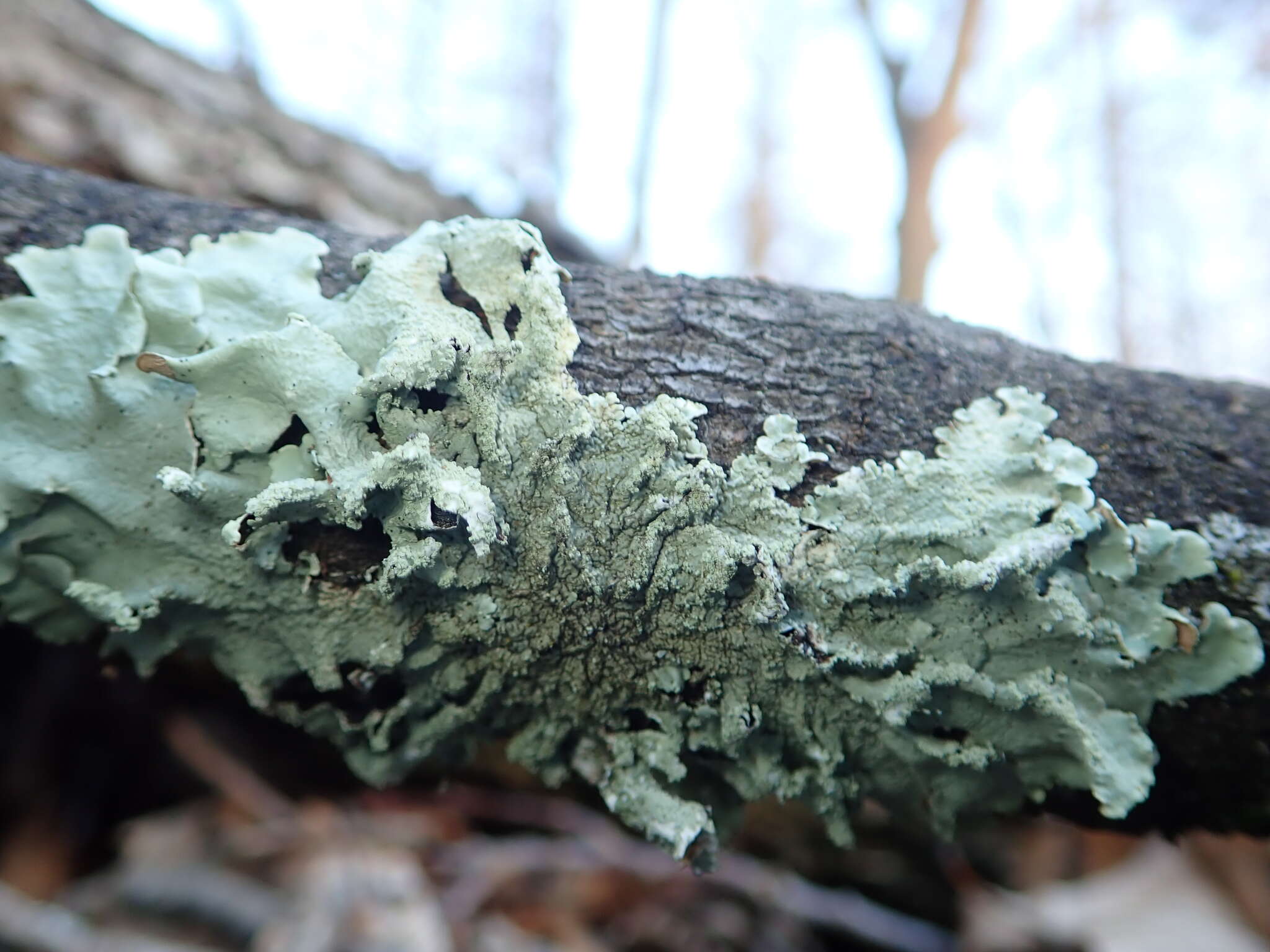 Image of Common greenshield lichen