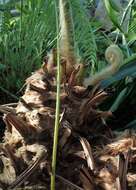 Image of Mexican Tree Fern