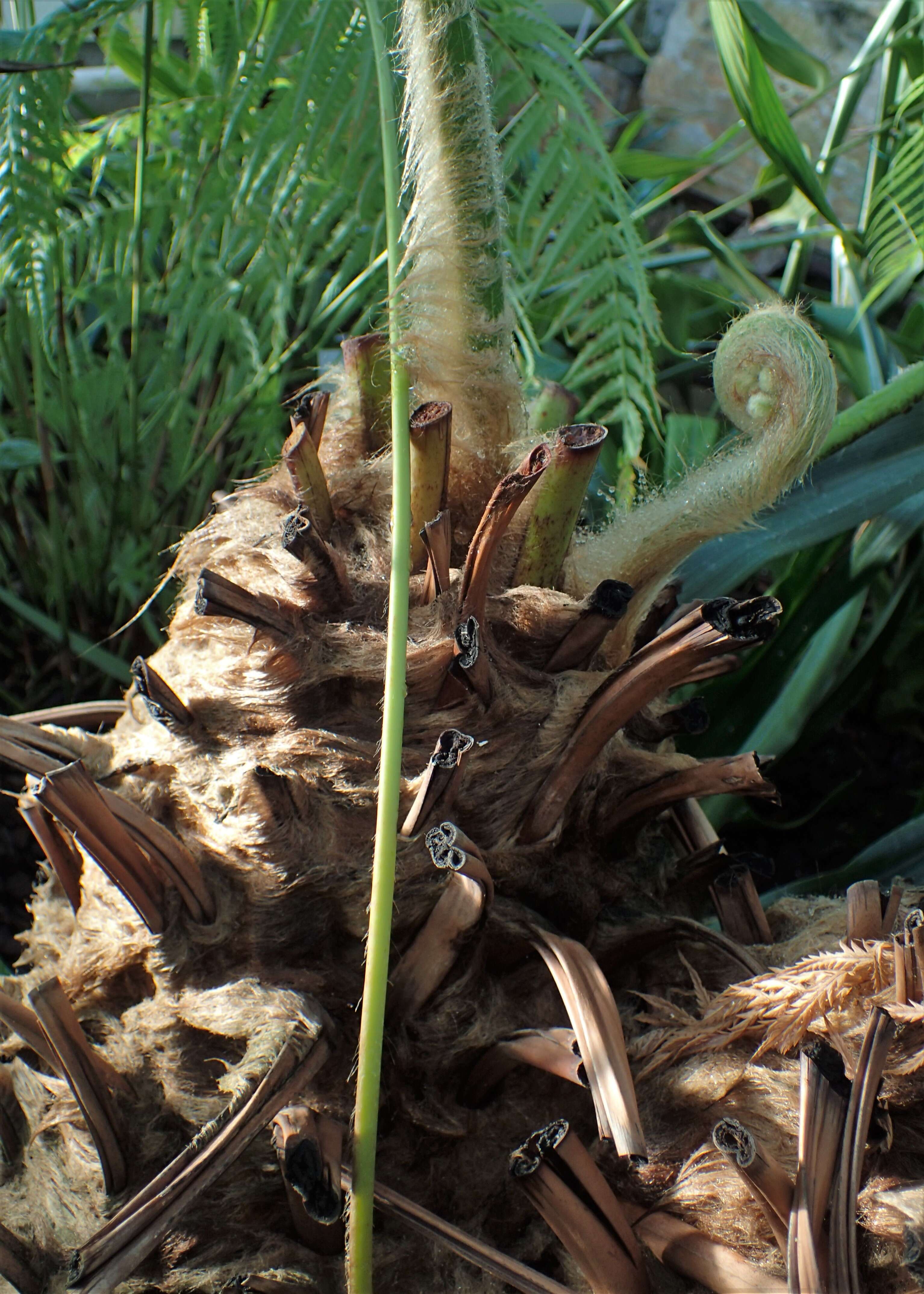 Image of Mexican Tree Fern