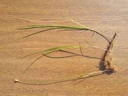 Image of quaking-grass sedge