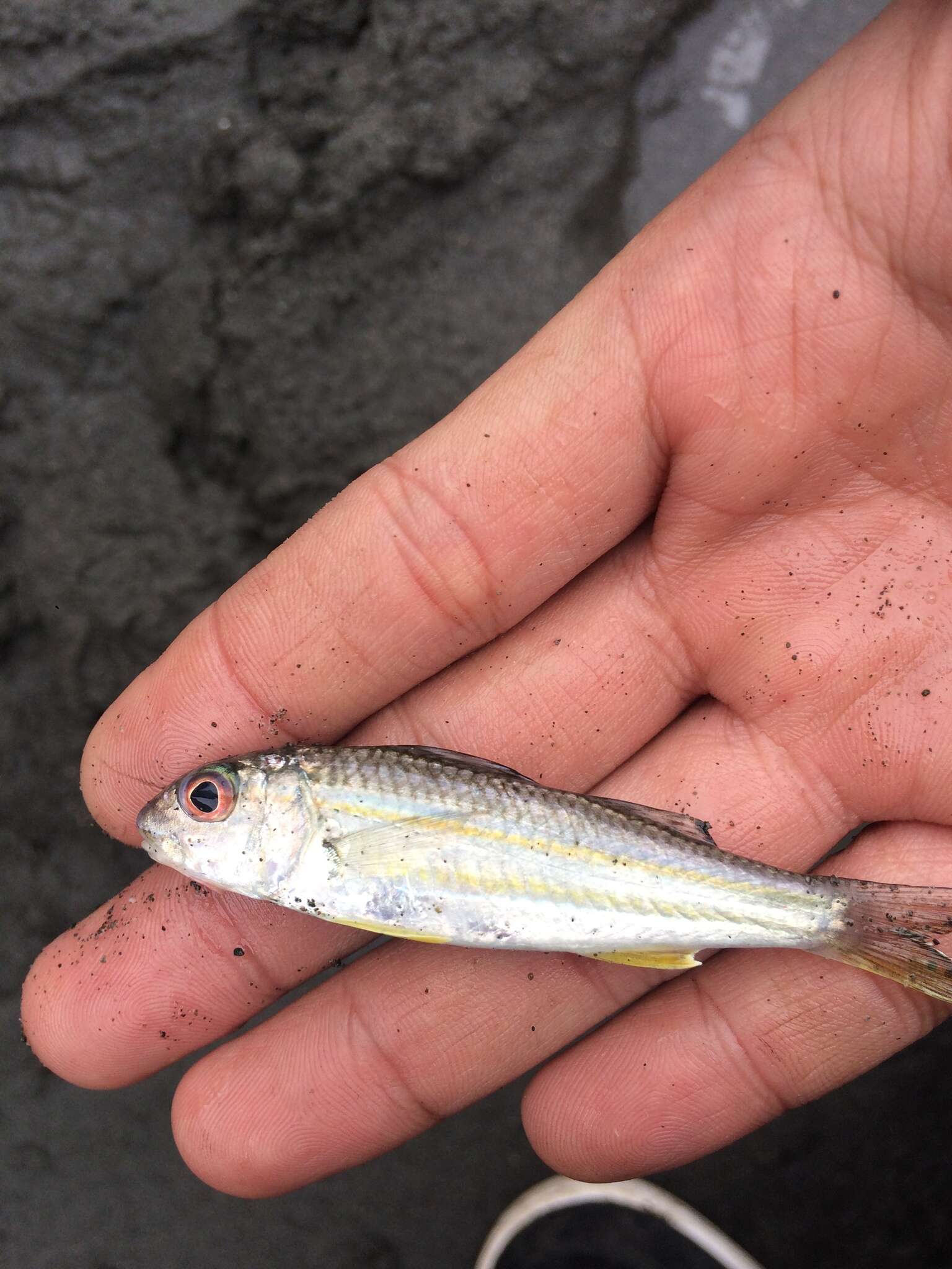 Image of Goldband goatfish