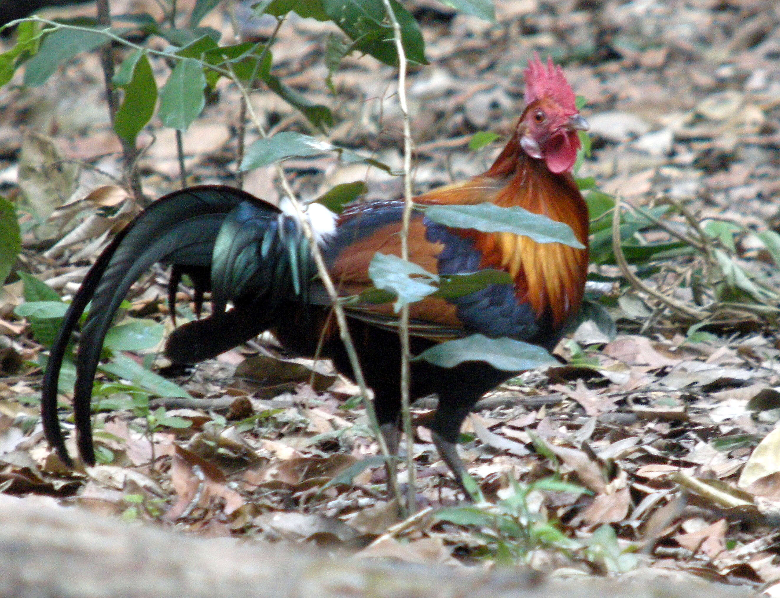 Image of Red Junglefowl