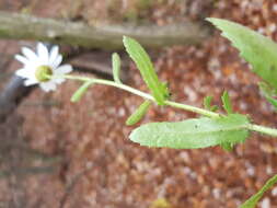 صورة Leucanthemum ircutianum (Turcz.) DC.