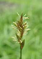 Image of quaking-grass sedge