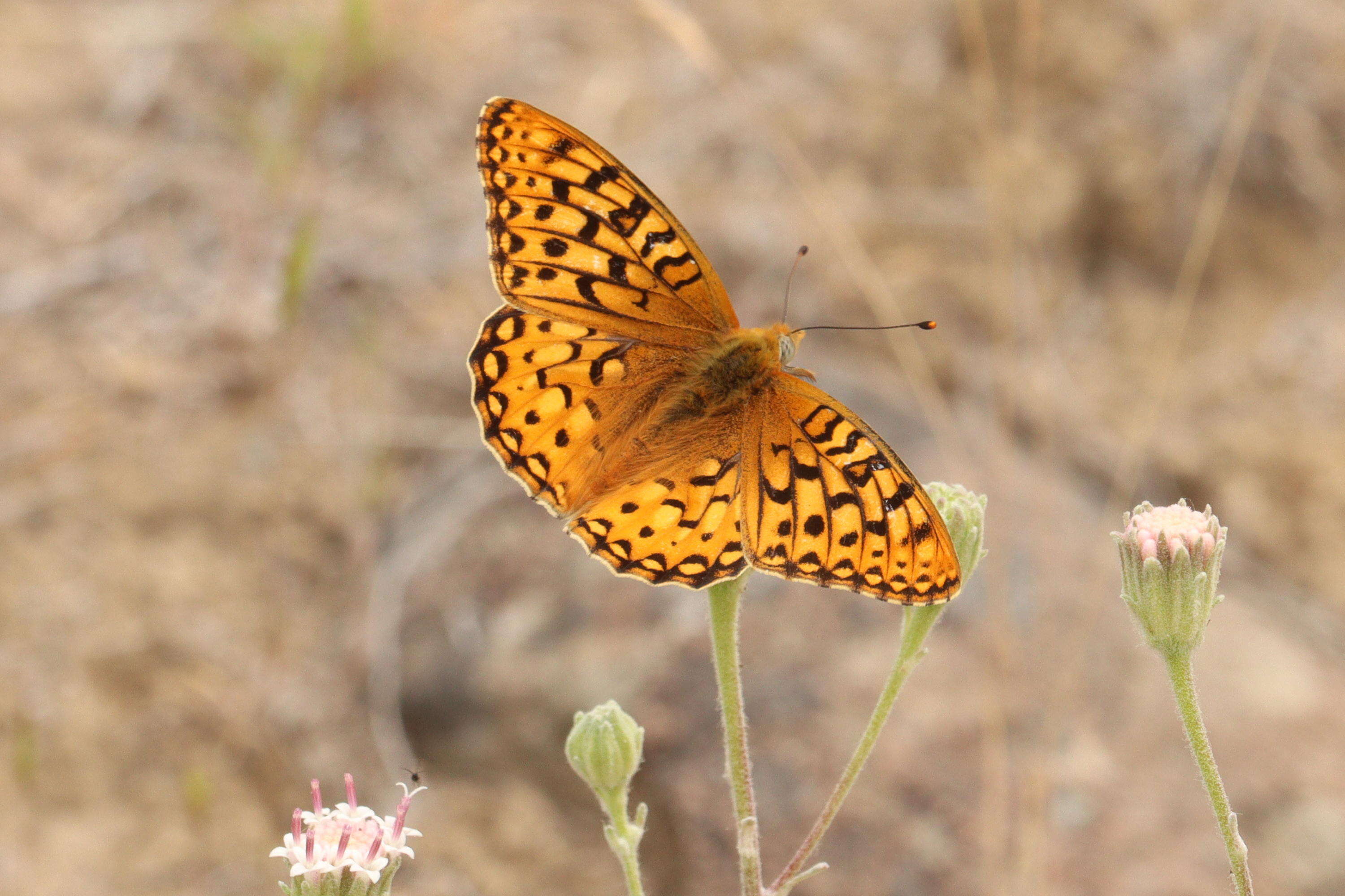 صورة Speyeria coronis Behr 1862