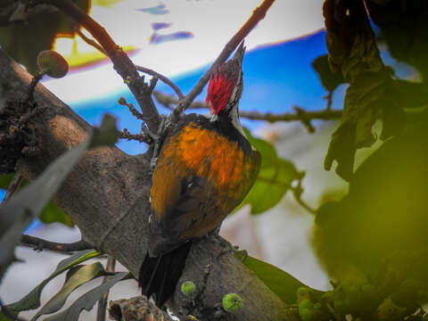 Image of Black-rumped Flameback