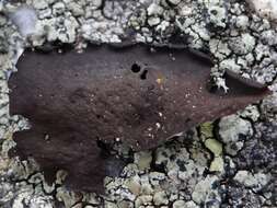 Image of Petaled rock tripe lichen