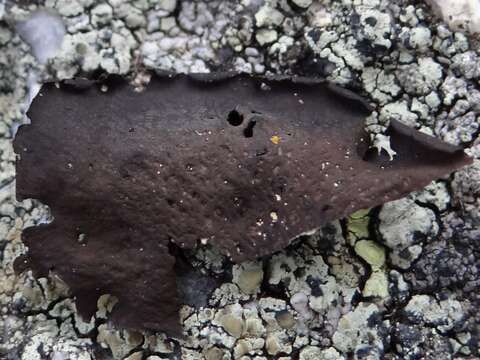 Image of Petalled Rock Tripe Lichen