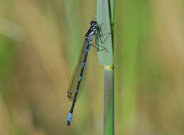 Imagem de Coenagrion pulchellum (Vander Linden 1825)