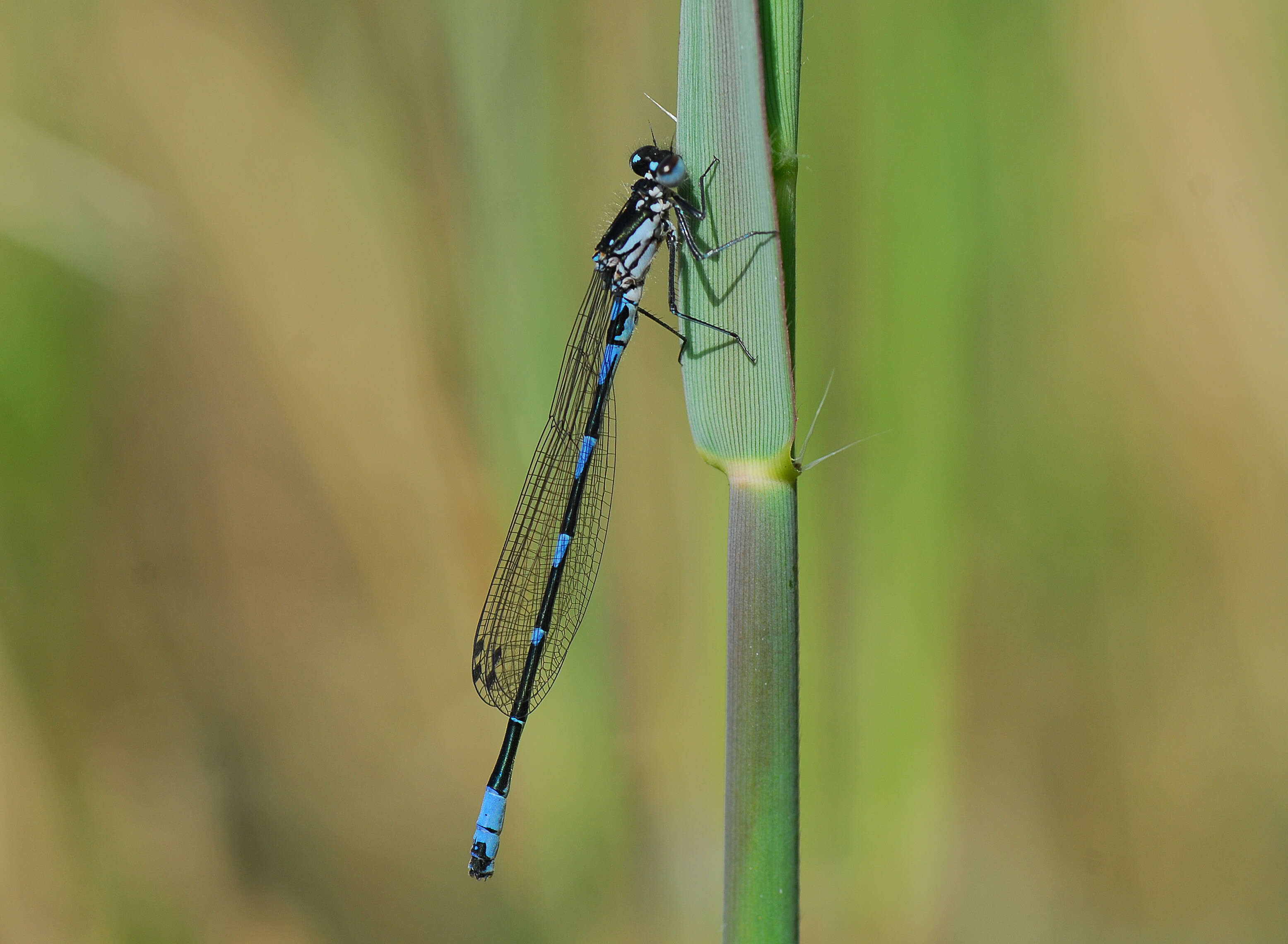 Image of Variable Bluet