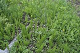 Image of field horsetail