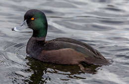 Image of New Zealand Scaup