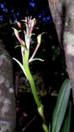 Image of Epidendrum flexuosum G. Mey.