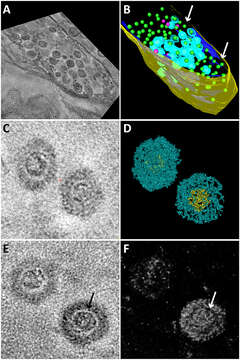 Image of Purple Bacteria & relatives