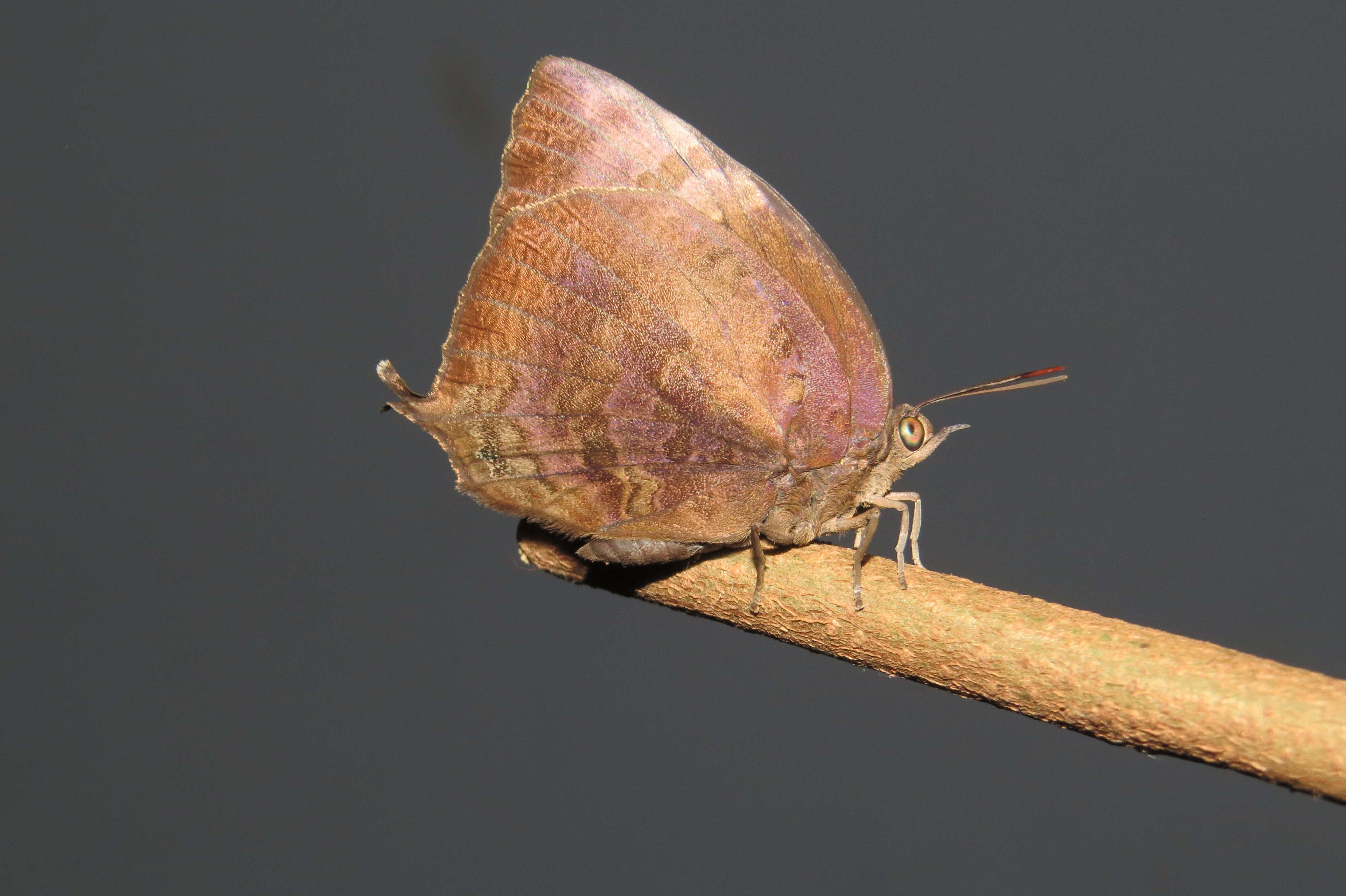 Plancia ëd Arhopala centaurus (Fabricius 1775)