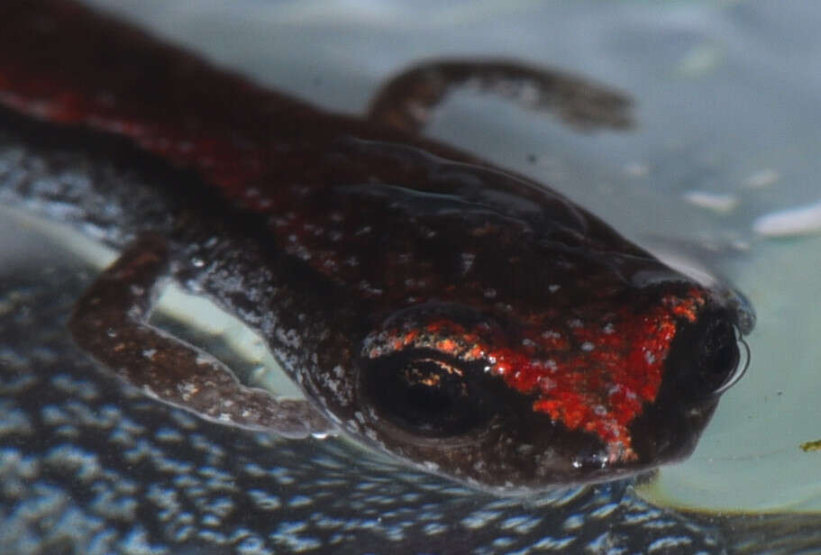 Image of California Slender Salamander