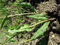 Image of Common Sorrel