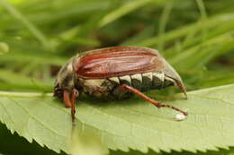 Image of Common cockchafer