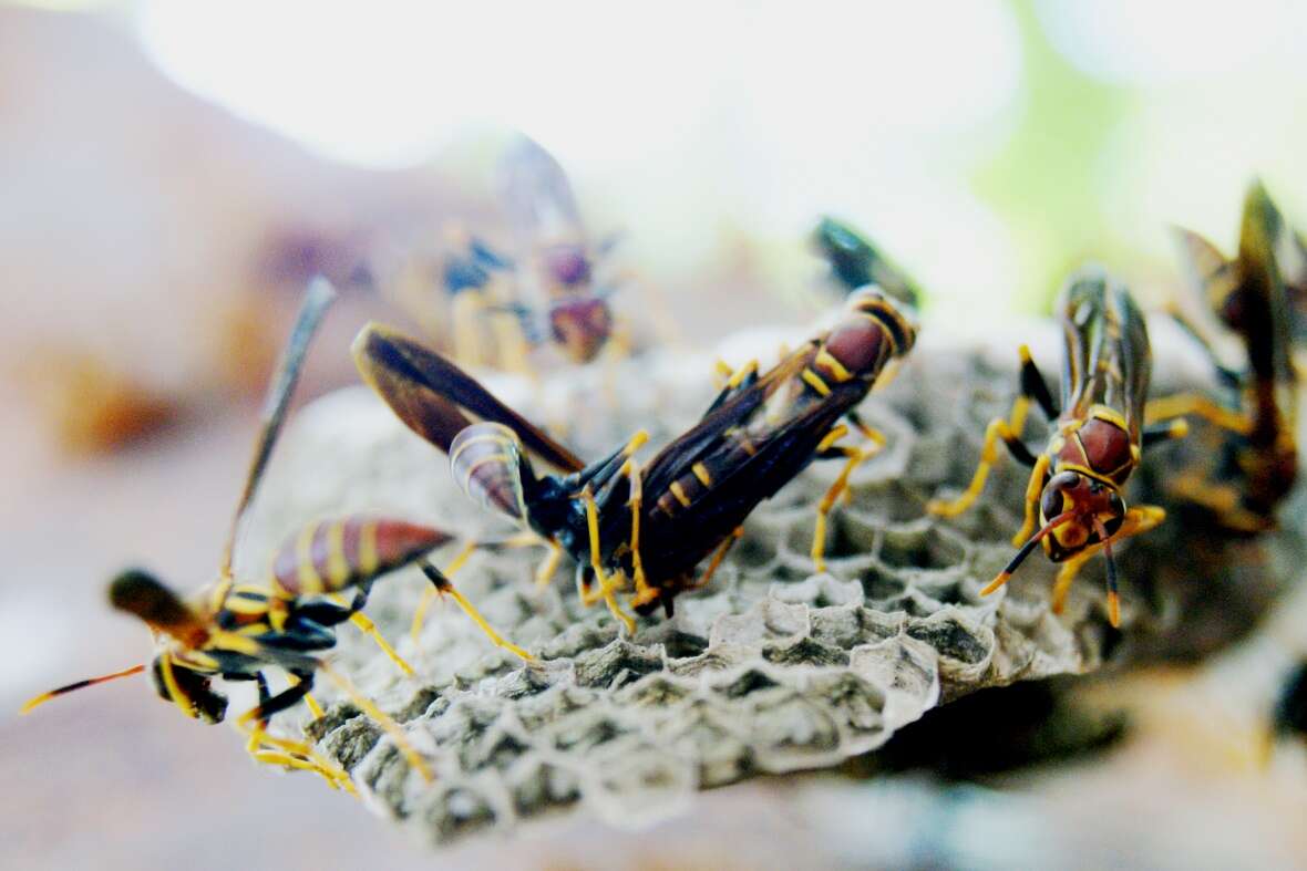 Image of Polistes instabilis de Saussure 1853