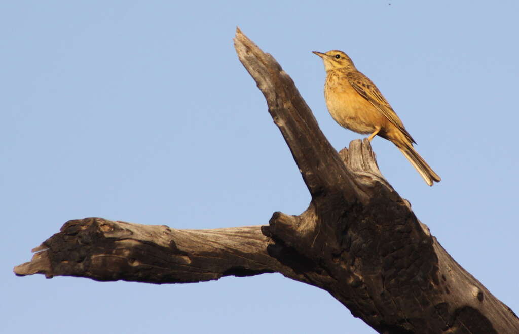 Image of African Pipit