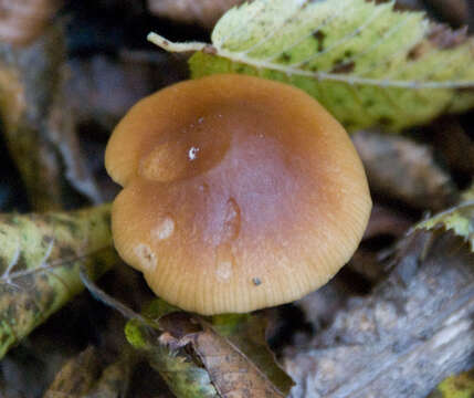 Image of Conocybe rugosa (Peck) Watling 1981