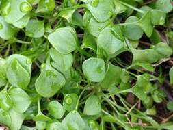 Image of Indian lettuce