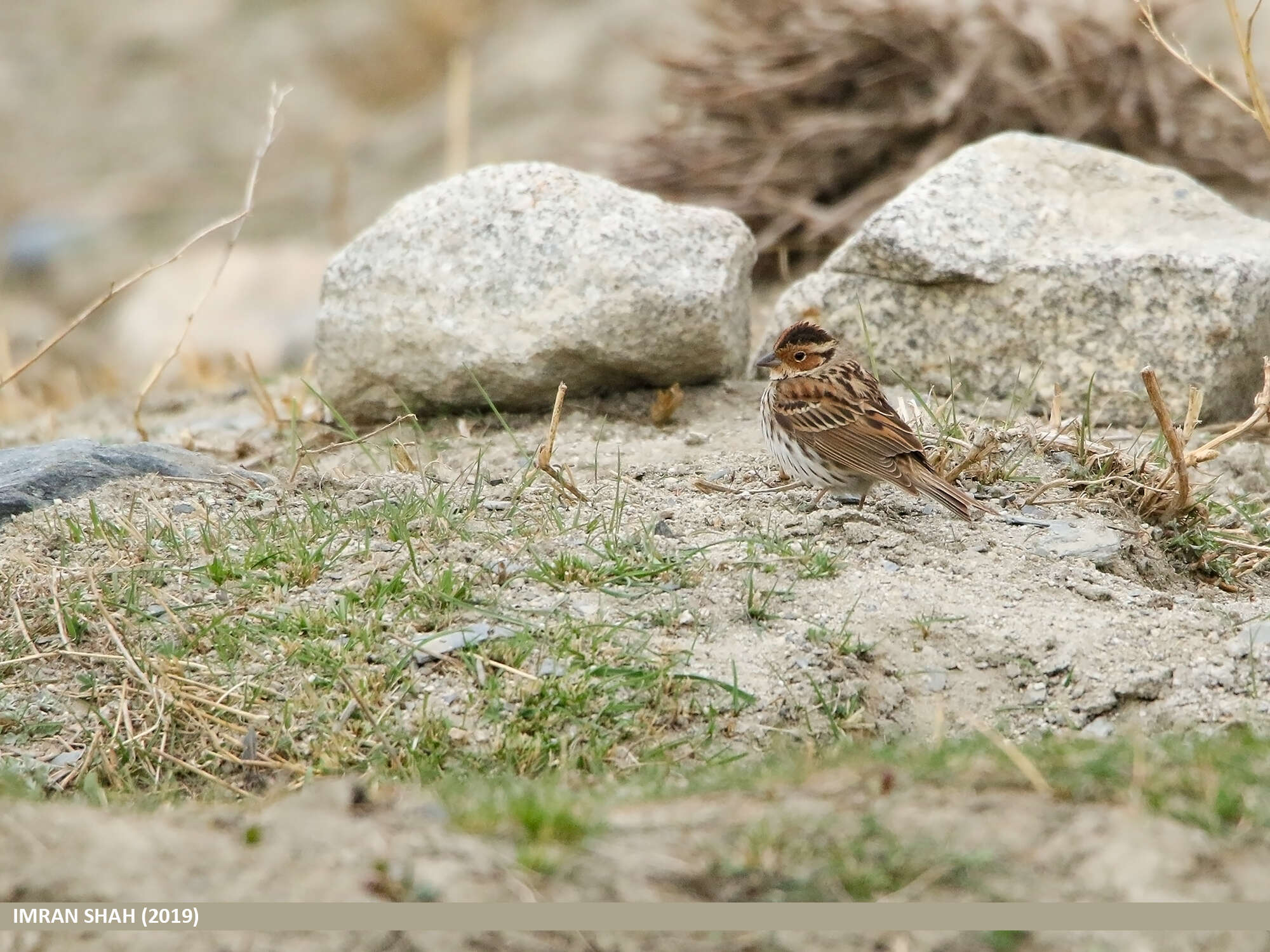 Image de Bruant nain