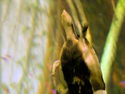 Image of Cotinga River Toadhead Turtle