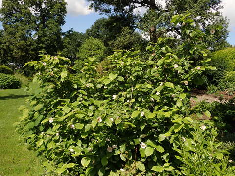 Image of Calycanthus chinensis Cheng & S. Y. Chang